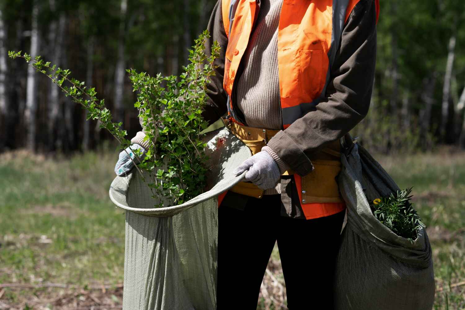 Professional Tree Service in Cypress, CA